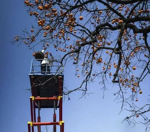 升降平台车在采摘工作中的应用